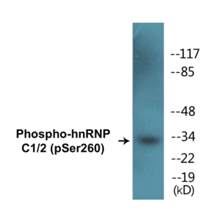 Western Blot - hnRNPC1 + 2 (phospho Ser260) Cell Based ELISA Kit (CBP1409) - Antibodies.com