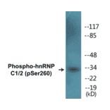 Western Blot - hnRNPC1 + 2 (phospho Ser260) Cell Based ELISA Kit (CBP1409) - Antibodies.com