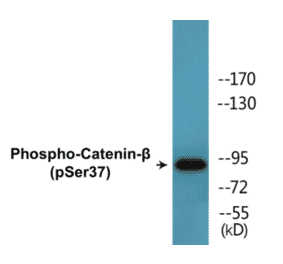 Western Blot - beta Catenin (phospho Ser37) Cell Based ELISA Kit (CBP1503) - Antibodies.com