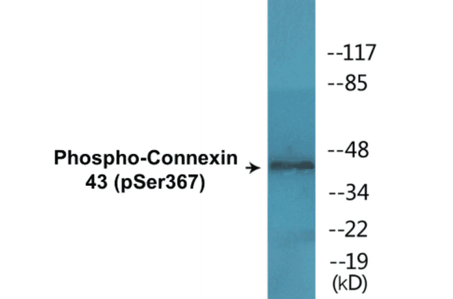 Western Blot - Connexin 43 (phospho Ser367) Cell Based ELISA Kit (CBP1522) - Antibodies.com