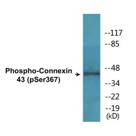 Western Blot - Connexin 43 (phospho Ser367) Cell Based ELISA Kit (CBP1522) - Antibodies.com