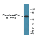 Western Blot - AMPK alpha (phospho Thr172) Cell Based ELISA Kit (CBP1003) - Antibodies.com
