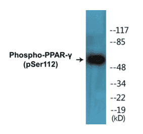 Western Blot - PPAR gamma (phospho Ser112) Cell Based ELISA Kit (CBP1206) - Antibodies.com