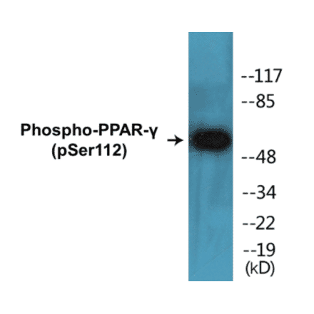 Western Blot - PPAR gamma (phospho Ser112) Cell Based ELISA Kit (CBP1206) - Antibodies.com