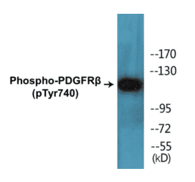 Western Blot - PDGFR beta (phospho Tyr740) Cell Based ELISA Kit (CBP1387) - Antibodies.com