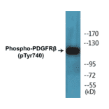 Western Blot - PDGFR beta (phospho Tyr740) Cell Based ELISA Kit (CBP1387) - Antibodies.com