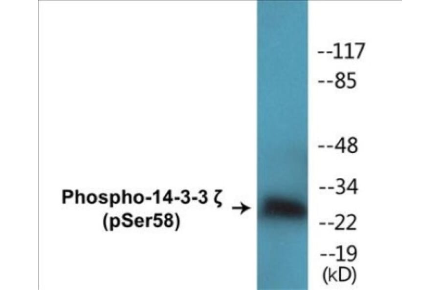 Western Blot - 14-3-3 zeta (phospho Ser58) Cell Based ELISA Kit (CBP1001) - Antibodies.com