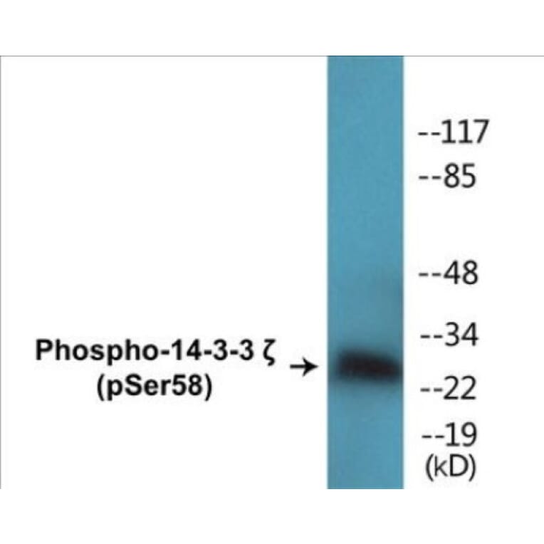 Western Blot - 14-3-3 zeta (phospho Ser58) Cell Based ELISA Kit (CBP1001) - Antibodies.com