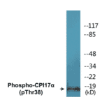Western Blot - CPI17 alpha (phospho Thr38) Cell Based ELISA Kit (CBP1525) - Antibodies.com