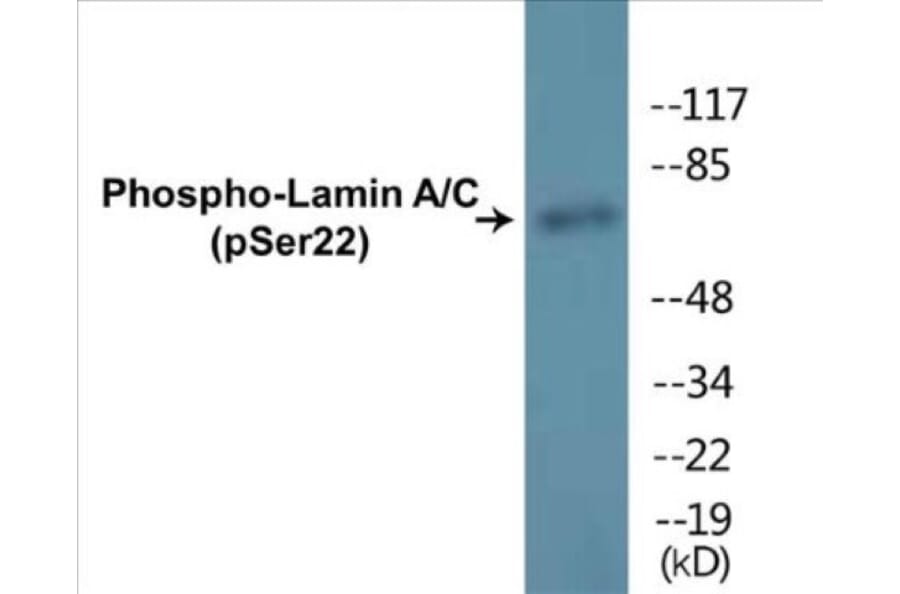 Western Blot - Lamin A + C (phospho Ser22) Cell Based ELISA Kit (CBP1850) - Antibodies.com