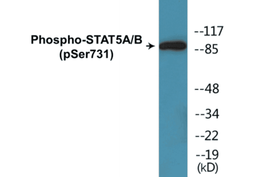 Western Blot - STAT5A + B (phospho Ser731) Cell Based ELISA Kit (CBP1083) - Antibodies.com