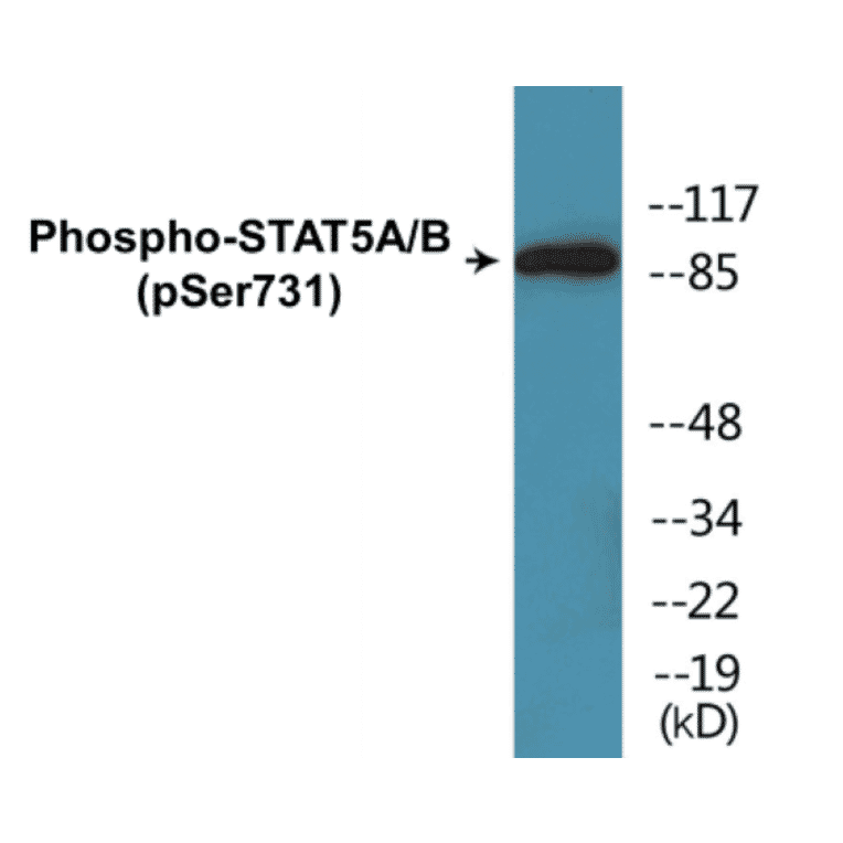 Western Blot - STAT5A + B (phospho Ser731) Cell Based ELISA Kit (CBP1083) - Antibodies.com