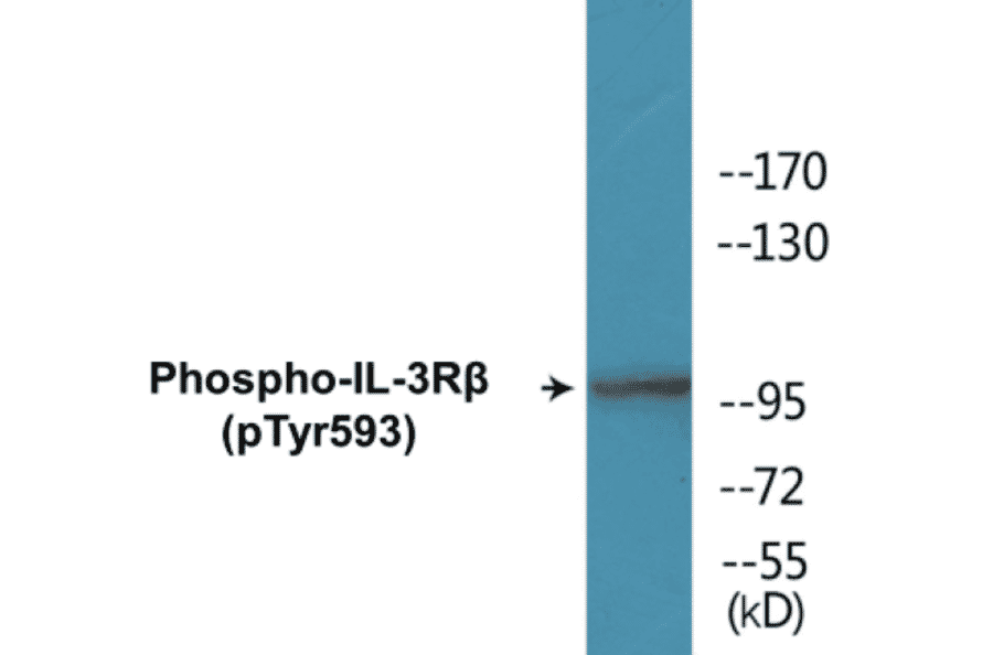 Western Blot - IL-3R beta (phospho Tyr593) Cell Based ELISA Kit (CBP1130) - Antibodies.com