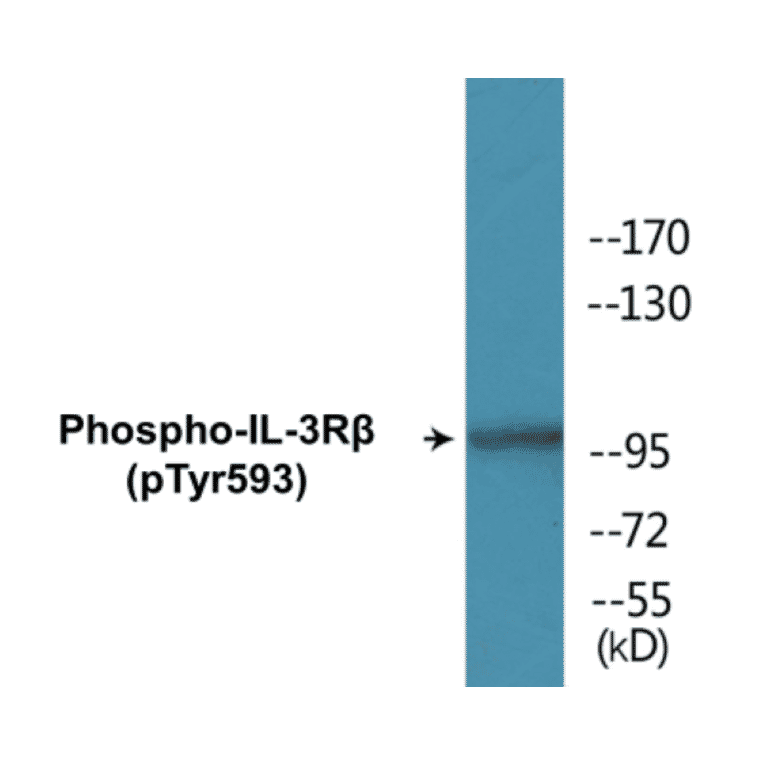 Western Blot - IL-3R beta (phospho Tyr593) Cell Based ELISA Kit (CBP1130) - Antibodies.com