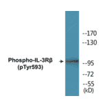 Western Blot - IL-3R beta (phospho Tyr593) Cell Based ELISA Kit (CBP1130) - Antibodies.com