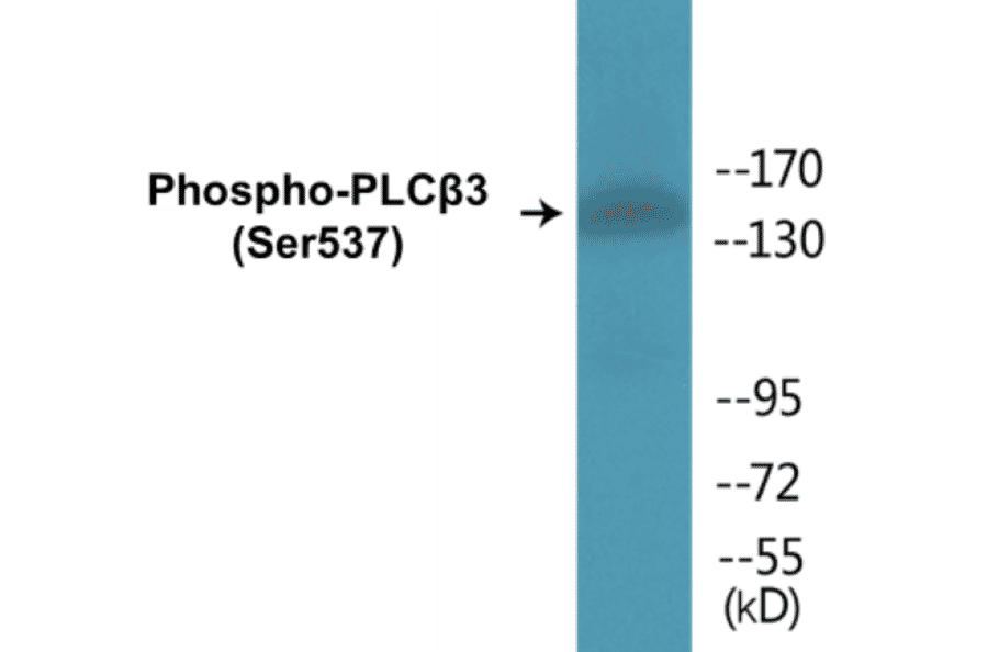 Western Blot - PLC beta 3 (phospho Ser537) Cell Based ELISA Kit (CBP1280) - Antibodies.com
