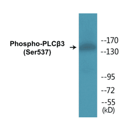 Western Blot - PLC beta 3 (phospho Ser537) Cell Based ELISA Kit (CBP1280) - Antibodies.com