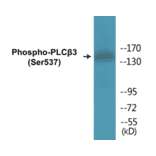 Western Blot - PLC beta 3 (phospho Ser537) Cell Based ELISA Kit (CBP1280) - Antibodies.com