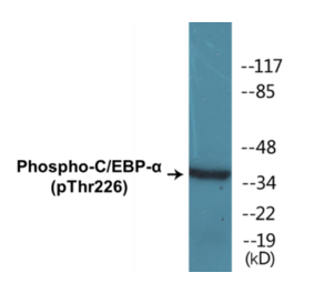 Western Blot - CEBP alpha (phospho Thr226) Cell Based ELISA Kit (CBP1324) - Antibodies.com