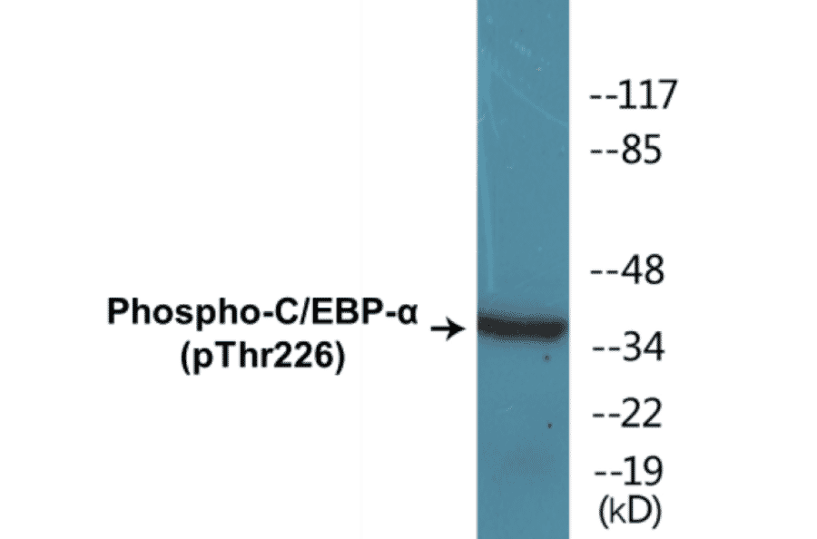 Western Blot - CEBP alpha (phospho Thr226) Cell Based ELISA Kit (CBP1324) - Antibodies.com