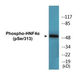 Western Blot - HNF4 alpha (phospho Ser313) Cell Based ELISA Kit (CBP1577) - Antibodies.com
