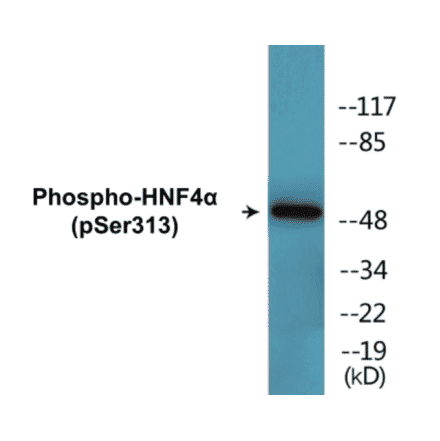 Western Blot - HNF4 alpha (phospho Ser313) Cell Based ELISA Kit (CBP1577) - Antibodies.com