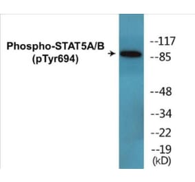 Western Blot - STAT5A + B (phospho Tyr694) Cell Based ELISA Kit (CBP1684) - Antibodies.com