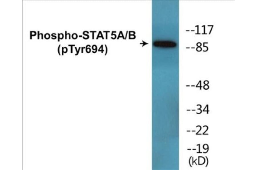 Western Blot - STAT5A + B (phospho Tyr694) Cell Based ELISA Kit (CBP1684) - Antibodies.com