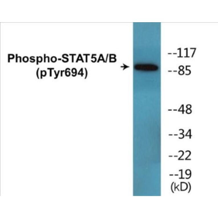 Western Blot - STAT5A + B (phospho Tyr694) Cell Based ELISA Kit (CBP1684) - Antibodies.com