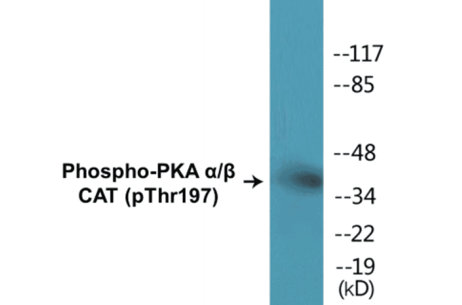 Western Blot - PKA alpha + beta (catalytic subunits) (phospho Thr197) Cell Based ELISA Kit (CBP1201) - Antibodies.com