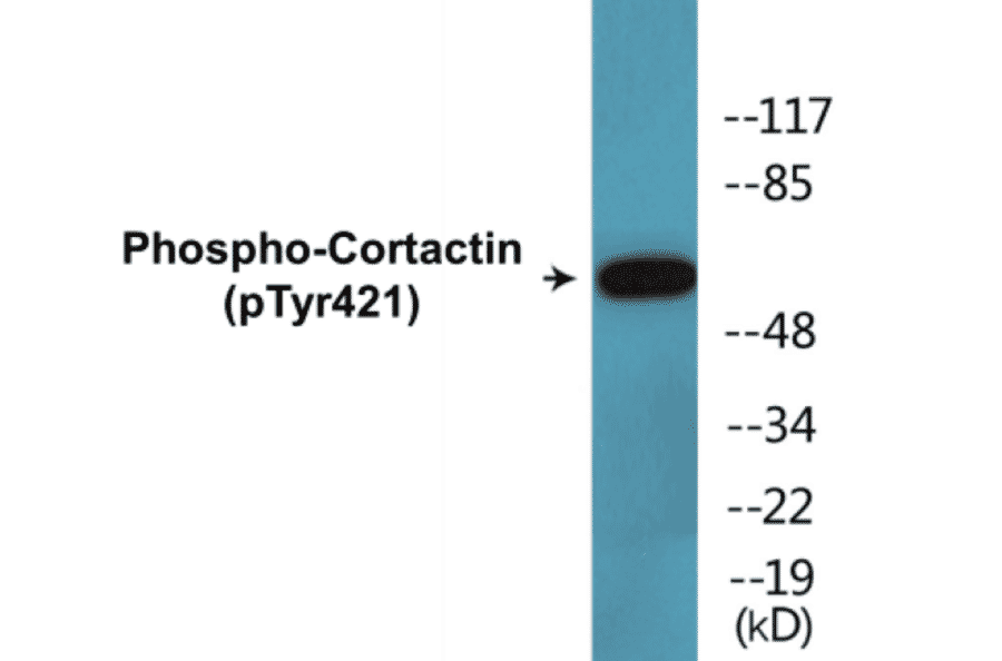 Western Blot - Cortactin (phospho Tyr421) Cell Based ELISA Kit (CBP1523) - Antibodies.com