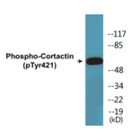 Western Blot - Cortactin (phospho Tyr421) Cell Based ELISA Kit (CBP1523) - Antibodies.com
