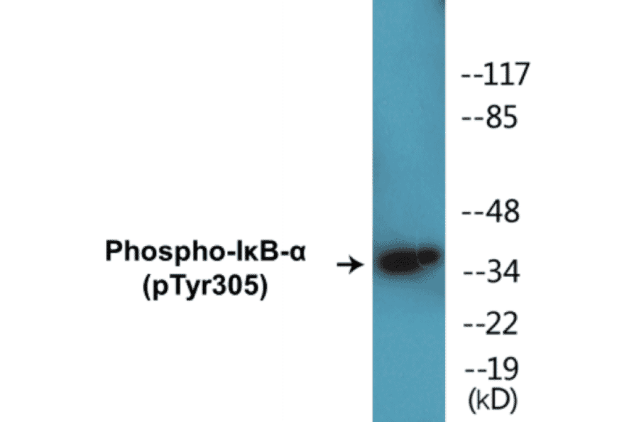 Western Blot - IKB-alpha (phospho Tyr305) Cell Based ELISA Kit (CBP1414) - Antibodies.com