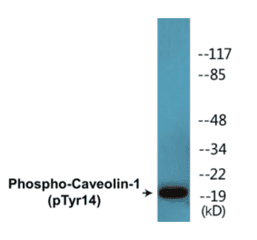 Western Blot - Caveolin-1 (phospho Tyr14) Cell Based ELISA Kit (CBP1510) - Antibodies.com