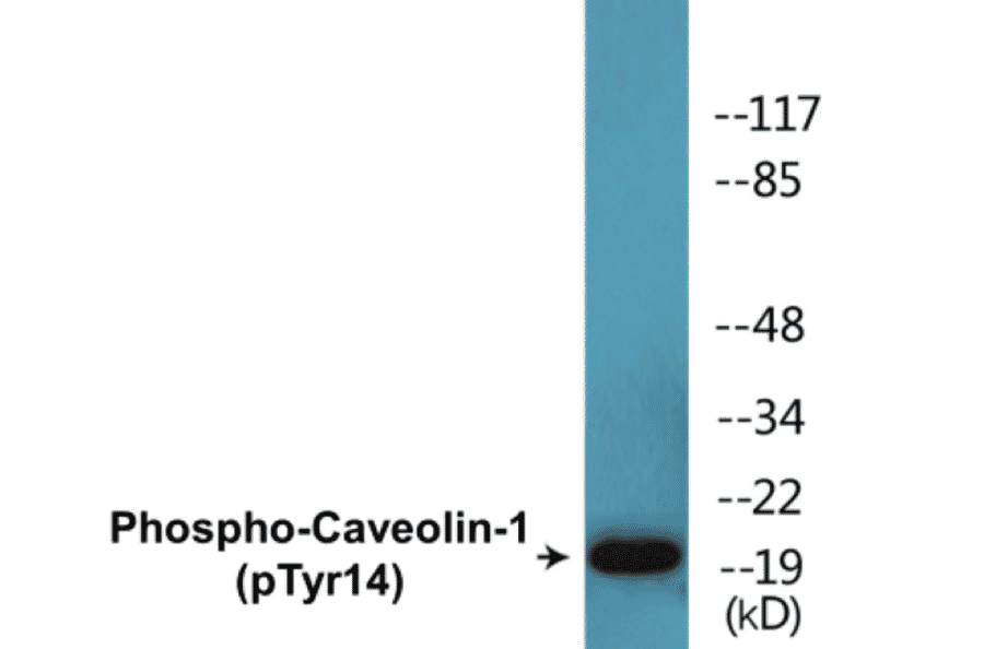Western Blot - Caveolin-1 (phospho Tyr14) Cell Based ELISA Kit (CBP1510) - Antibodies.com