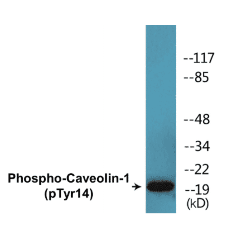 Western Blot - Caveolin-1 (phospho Tyr14) Cell Based ELISA Kit (CBP1510) - Antibodies.com