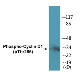 Western Blot - Cyclin D1 (phospho Thr286) Cell Based ELISA Kit (CBP1108) - Antibodies.com