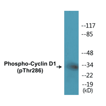 Western Blot - Cyclin D1 (phospho Thr286) Cell Based ELISA Kit (CBP1108) - Antibodies.com
