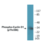 Western Blot - Cyclin D1 (phospho Thr286) Cell Based ELISA Kit (CBP1108) - Antibodies.com