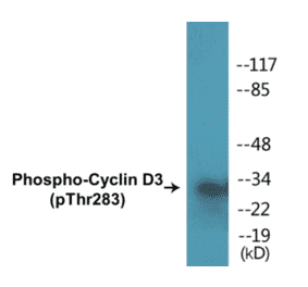 Western Blot - Cyclin D3 (phospho Thr283) Cell Based ELISA Kit (CBP1109) - Antibodies.com