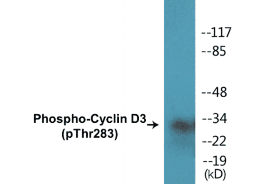 Western Blot - Cyclin D3 (phospho Thr283) Cell Based ELISA Kit (CBP1109) - Antibodies.com