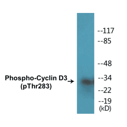 Western Blot - Cyclin D3 (phospho Thr283) Cell Based ELISA Kit (CBP1109) - Antibodies.com