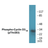 Western Blot - Cyclin D3 (phospho Thr283) Cell Based ELISA Kit (CBP1109) - Antibodies.com