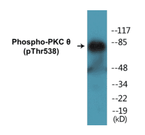 Western Blot - PKC theta (phospho Thr538) Cell Based ELISA Kit (CBP1277) - Antibodies.com