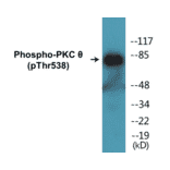 Western Blot - PKC theta (phospho Thr538) Cell Based ELISA Kit (CBP1277) - Antibodies.com