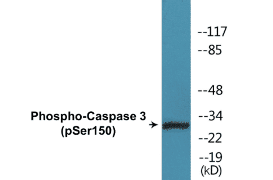 Western Blot - Caspase 3 (phospho Ser150) Cell Based ELISA Kit (CBP1333) - Antibodies.com