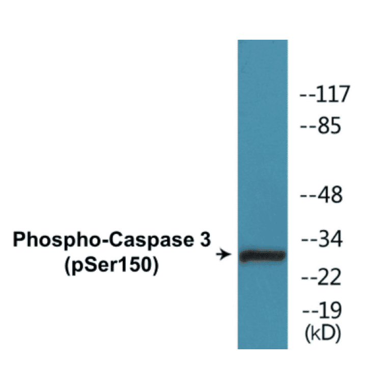 Western Blot - Caspase 3 (phospho Ser150) Cell Based ELISA Kit (CBP1333) - Antibodies.com