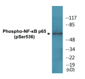 Western Blot - NF-kB p65 (phospho Ser536) Cell Based ELISA Kit (CBP1633) - Antibodies.com