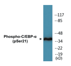 Western Blot - CEBP alpha (phospho Ser21) Cell Based ELISA Kit (CBP1049) - Antibodies.com