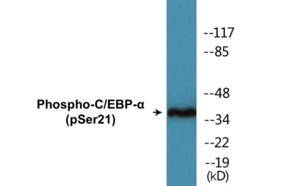 Western Blot - CEBP alpha (phospho Ser21) Cell Based ELISA Kit (CBP1049) - Antibodies.com
